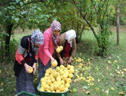 Olur’da ayva hasadı