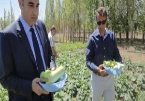 Sebze Bahçeleri Projesinde hasat zamanı