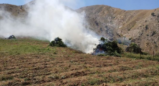 202 bin kök kenevir ve 42 kilo esrar ele geçirildi