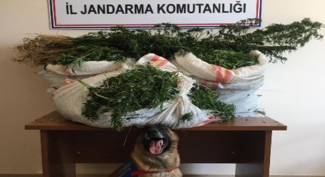 41 kilo 316 gram kubar esrar ele geçirildi