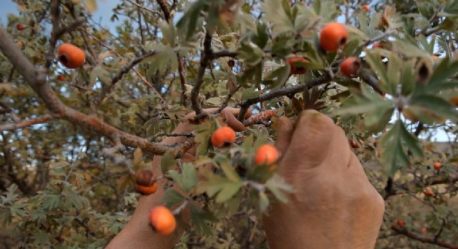 Alıç hasadı başladı