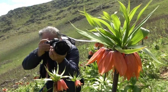 Doğa Fotoğrafçıları ters laleler için seferber oldu