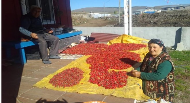 Doğu Anadolu’da Kuşburnu zamanı