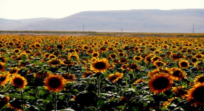 Erzurum da ayçiçeği üretiminde yüzde 50 lik artış