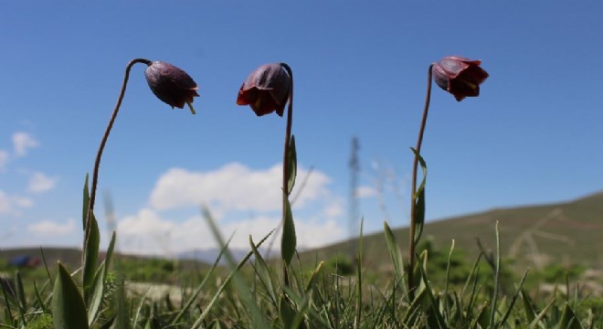 Erzurum dağlarında açan ters laleler görenleri büyülüyor
