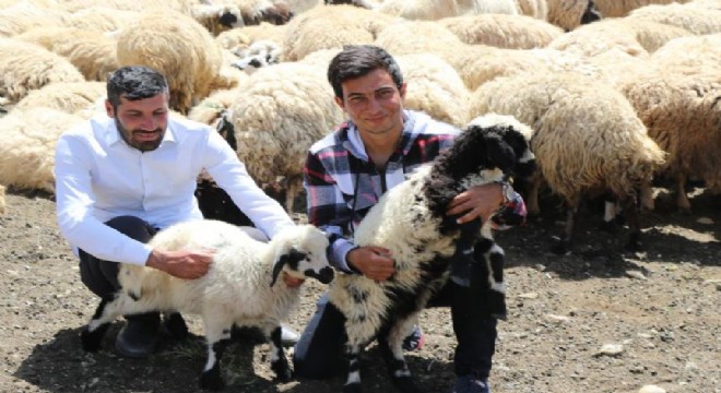 Göçerlerin yayla mesaisi başladı