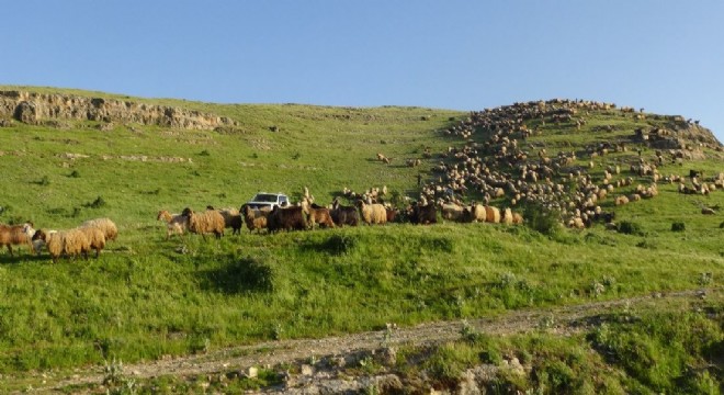 Göçerlerin yaylalara yolculuğu başladı