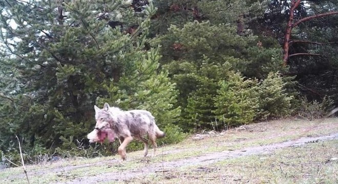 Kurt avı ile görüntülendi