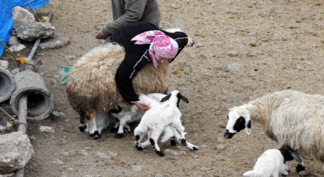 Kuzuların süt ısrarı