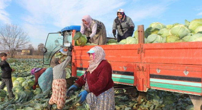 Lahana ayazı yedi, talep arttı