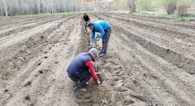 Lavanta tarlaları sel suları altında kaldı