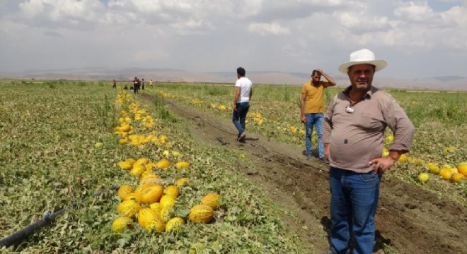 Muş Ovası bereket saçıyor