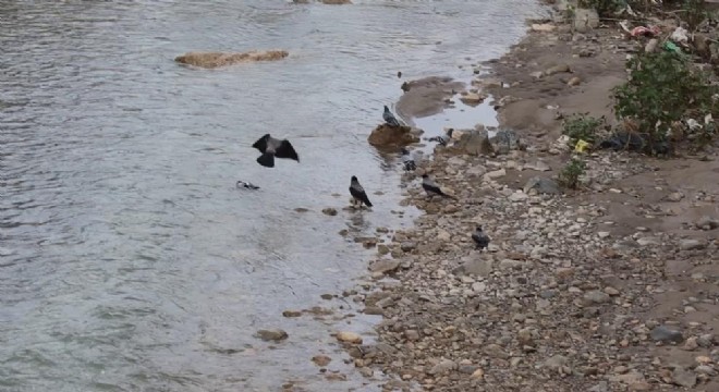 Nehre düşen yaralı güvercini kargalar kurtarmaya çalıştı