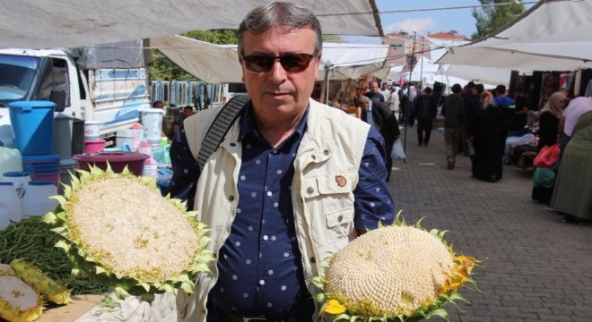 Oltu ayçiçeği pazarda yerini aldı