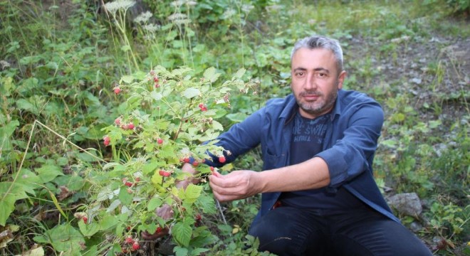 Oltu’da böğürtlen mevsimi