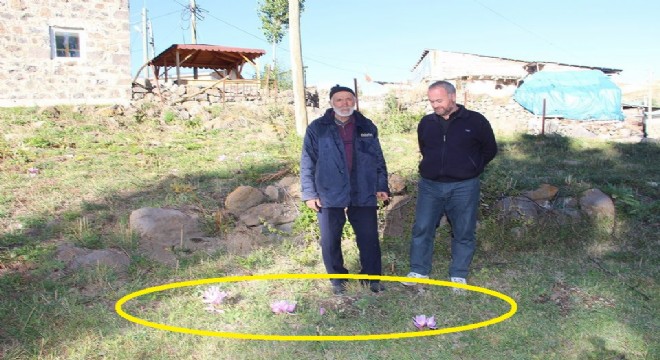 Olur’da kar çiçekleri açtı