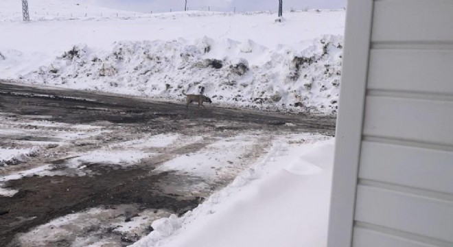 Sahipsiz sokak köpekleri tehlike saçıyor