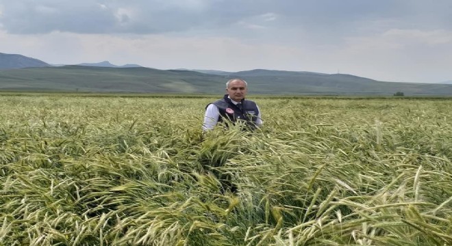 Sertifikalı tohumda yüzde 40’lık artış