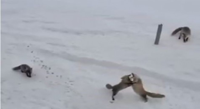 Tilkilerin 'ekmek kavgası' kameraya yansıdı