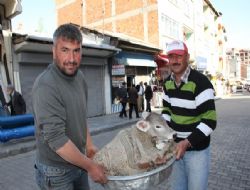 Buzağıyı çamaşır leğeniyle taşıdı 