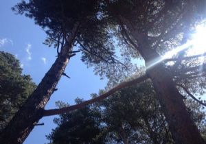 Hisar’da ilginç ağaç görüntüsü