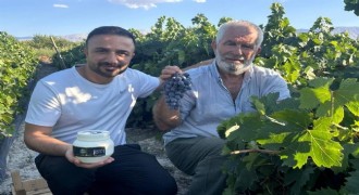 Cimin Üzümü hasadı başladı