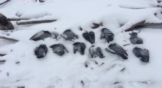 Doğal yaşam destek bekliyor