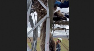 Elektrik direğine çıkan yavru ayı telef oldu