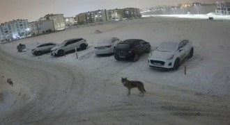 Erzurum'da kurt kent merkezine indi