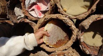 Karakovan balının hasadına başlanıldı