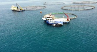 Su ürünleri üretimi 2024 yılında yüzde 7,6 azaldı
