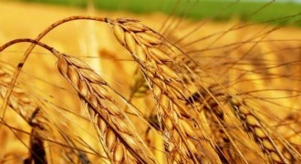 Tarım - ÜFE yıllık yüzde 21,91 arttı