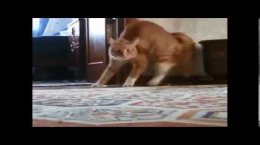 En komik kediler :)))))))) sahibini korkutan kediler :)))))