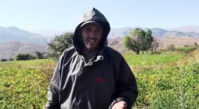 İspir Fasulyesinde hasat zamanı
