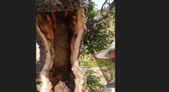 Ağaç gövdesinden kilolarca bal çıktı