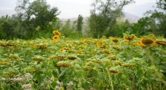 Erzurum - Erzincan yolunda görsel şölen